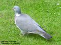 2007-0619pigeon